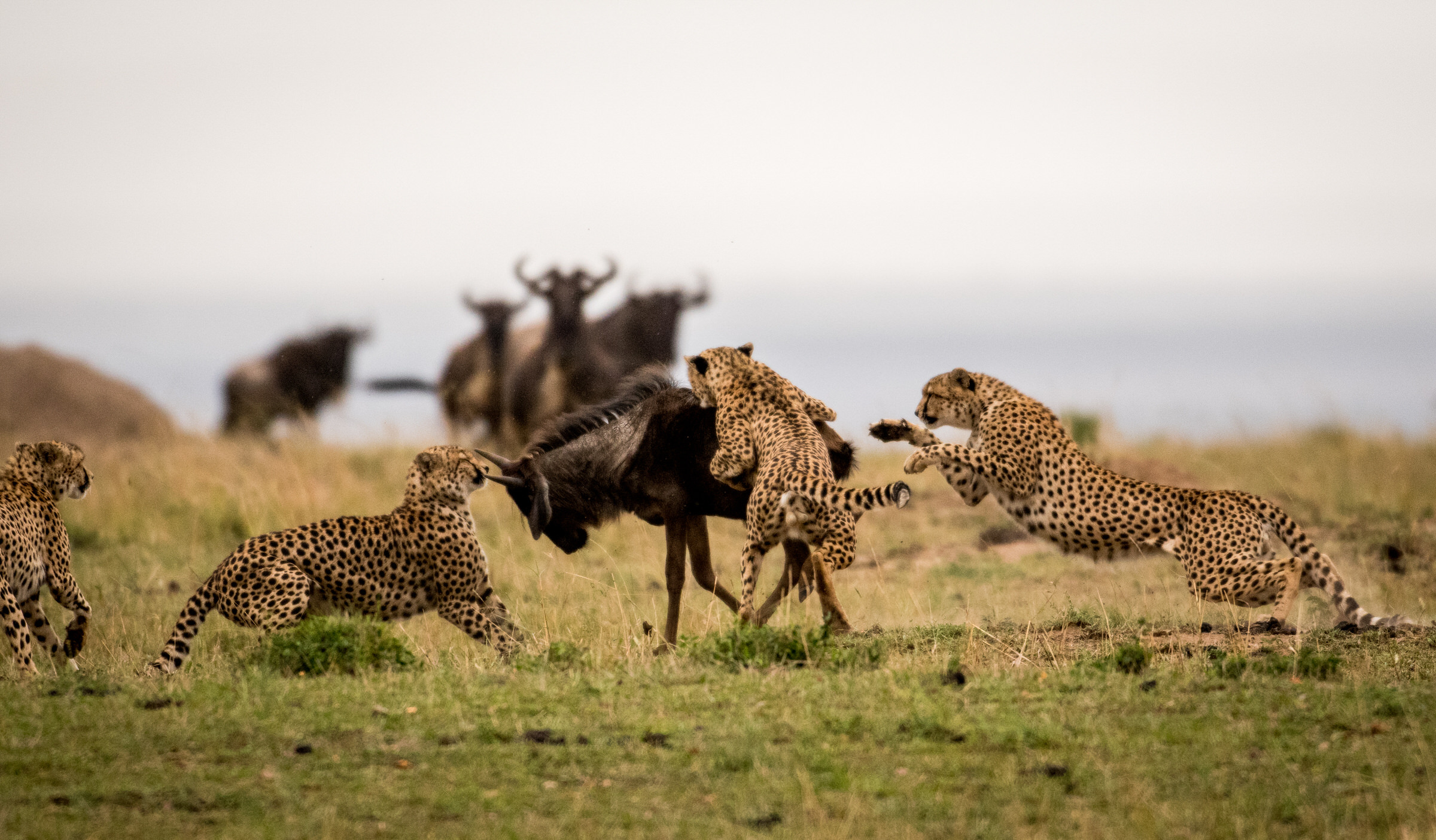 Top must do activities in Tarangire national park on safari in Tanzania